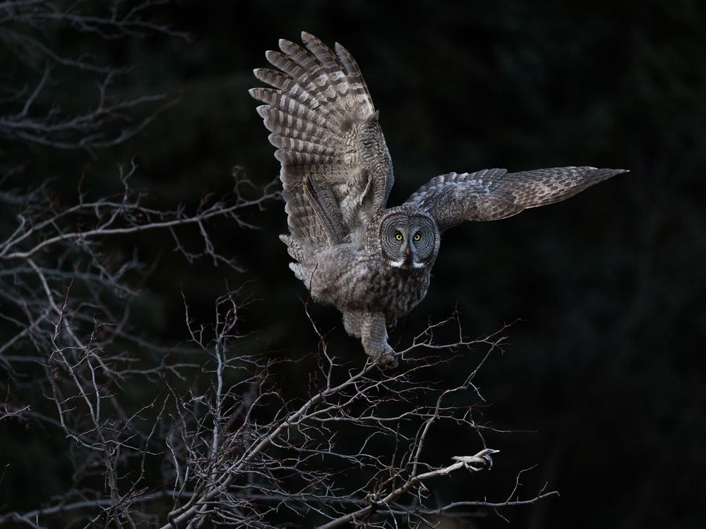 Aud_APA-2018_Great-Gray-Owl_P0-6609-1_Photo-Steve-Mattheis.jpg