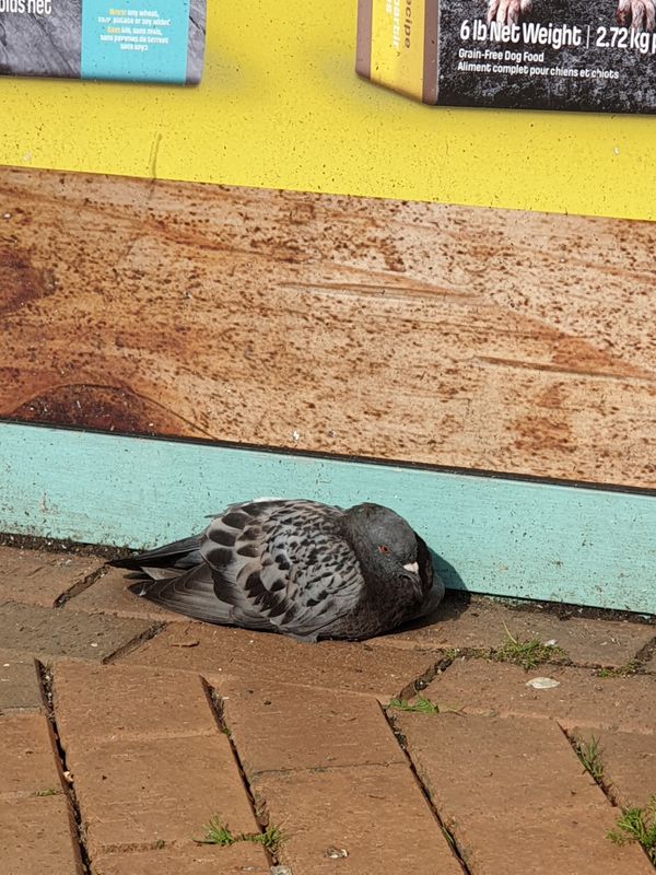 Pastel pigeon resting thumbnail