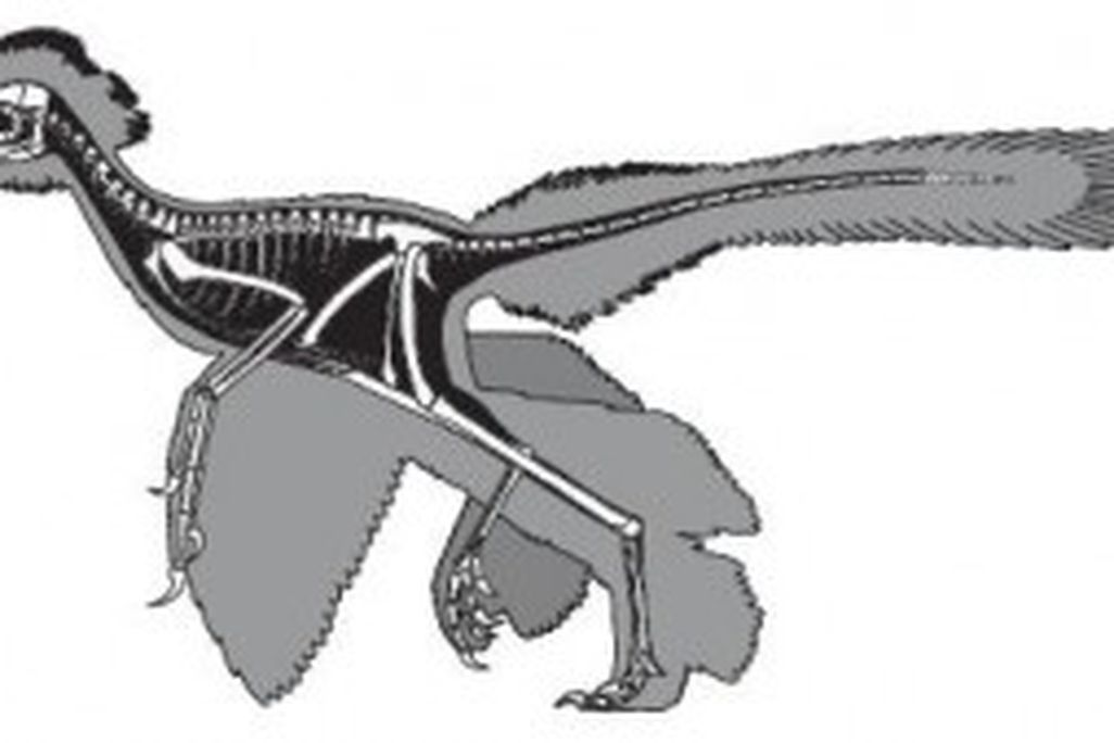 20110520083150anchiornis-restoration-300x169.jpg