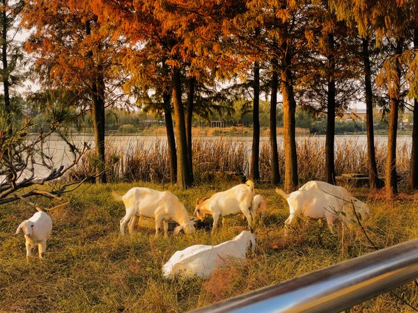 Autumn Pastoral: Goats in the Oil-Painting Glow thumbnail