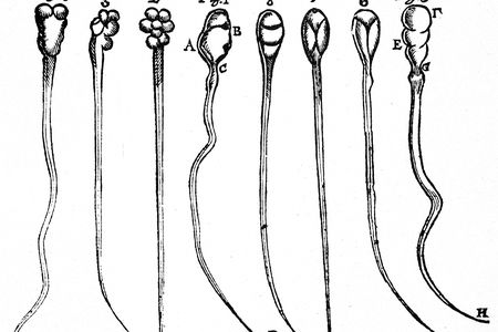 Leeuwenhoek's early microscopic observations of rabbit sperm (figs. 1-4) and dog sperm (figs. 5-8).