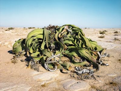 Welwitschia mirablis 