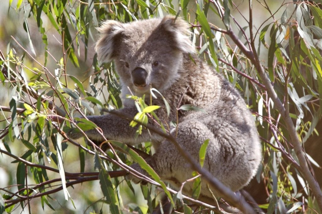 koala