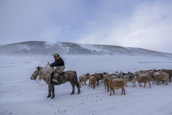 WINTER MIGRATION thumbnail