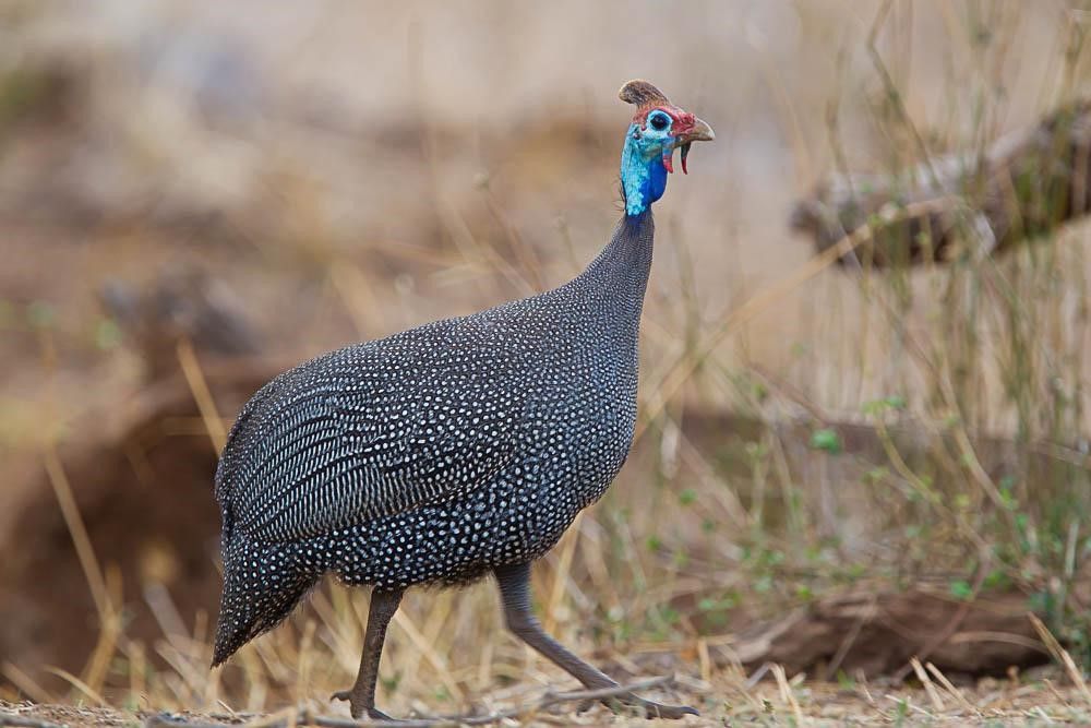 A black and white spotted bird walking on the ground.