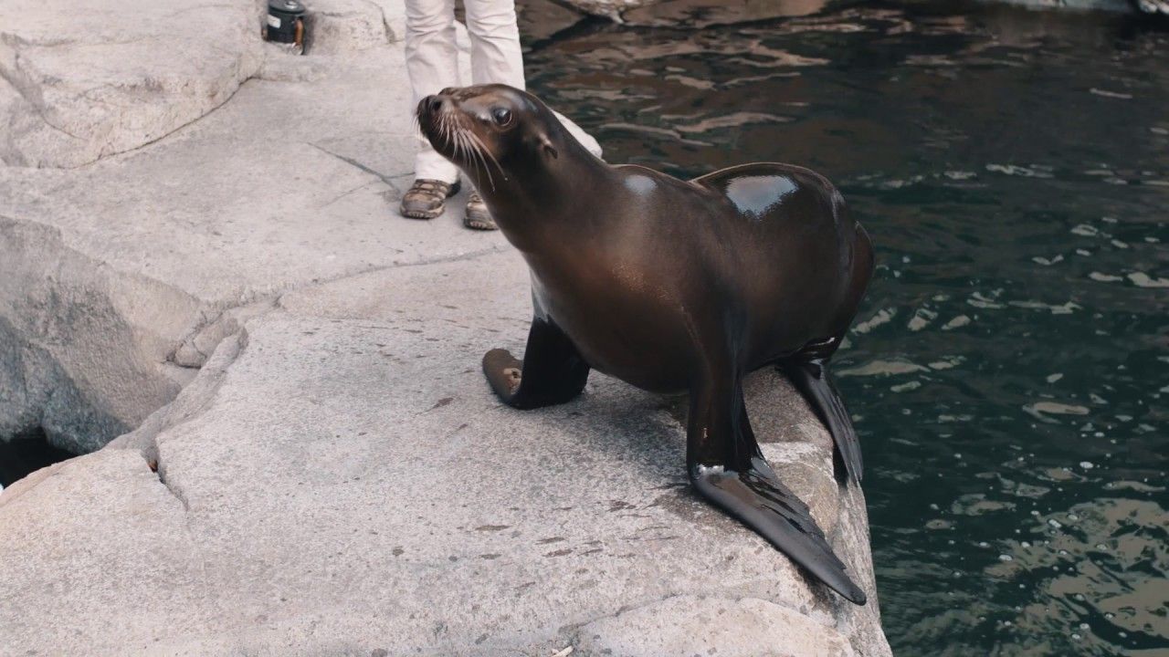 Preview thumbnail for This Prototype for a Robotic Flipper Was Inspired by Sea Lions