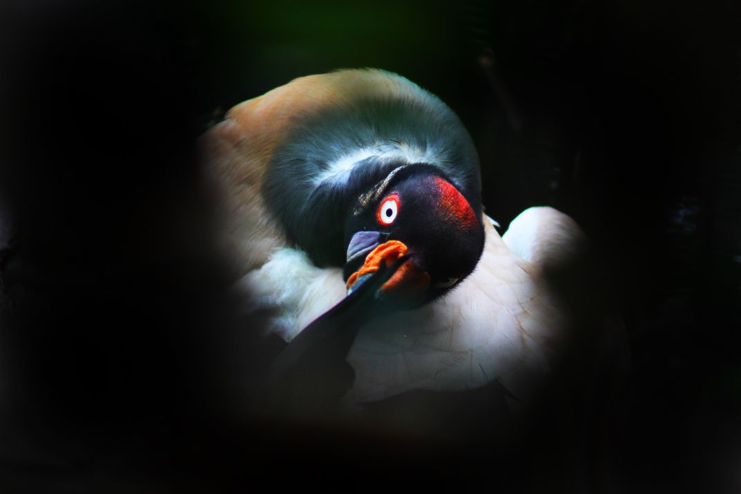 A bird at the local zoo. | Smithsonian Photo Contest | Smithsonian Magazine