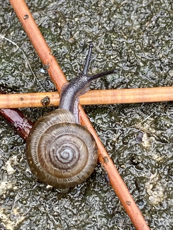 Found a snail while walking after the rain. thumbnail