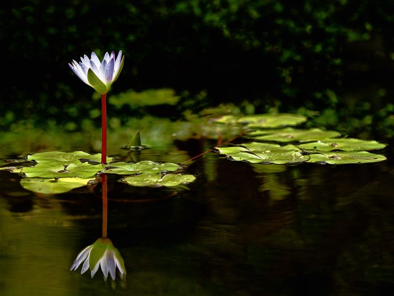 "Night Lotus" Lotus flower in the Garden pool at Chinese Gardens