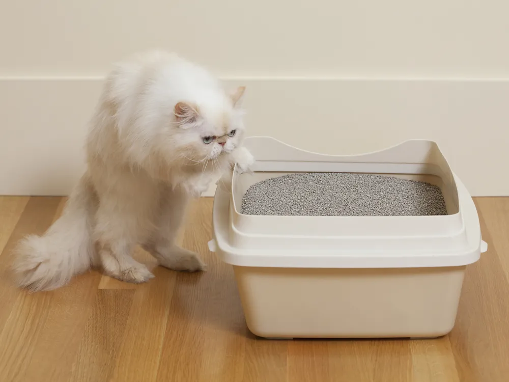 A white Persian cat steps into a litterbox