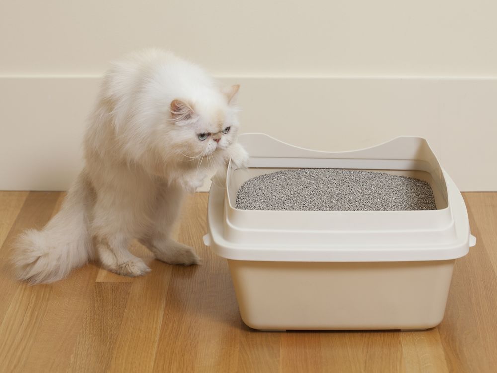 A white Persian cat steps into a litterbox