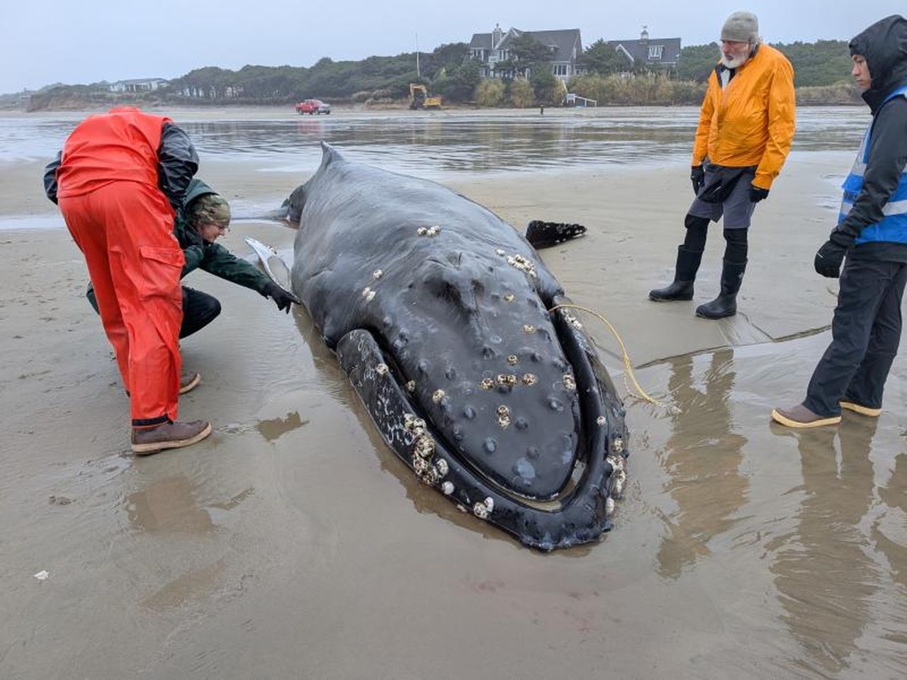 When a Humpback Whale Got Stranded in Oregon, a Native Community