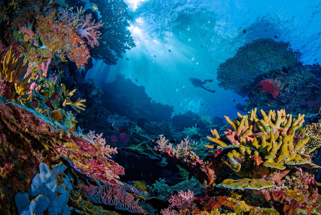 Vibrant reefs in Indonesia's Maluku archipelago