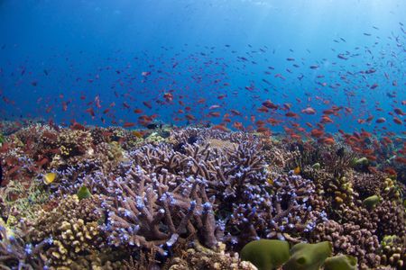 Everyone knows about shallow coral reefs like this one, which Shepherd captured during a decompression stop up from a mesophotic dive. Far fewer know about the deep reefs that lie just below them. 