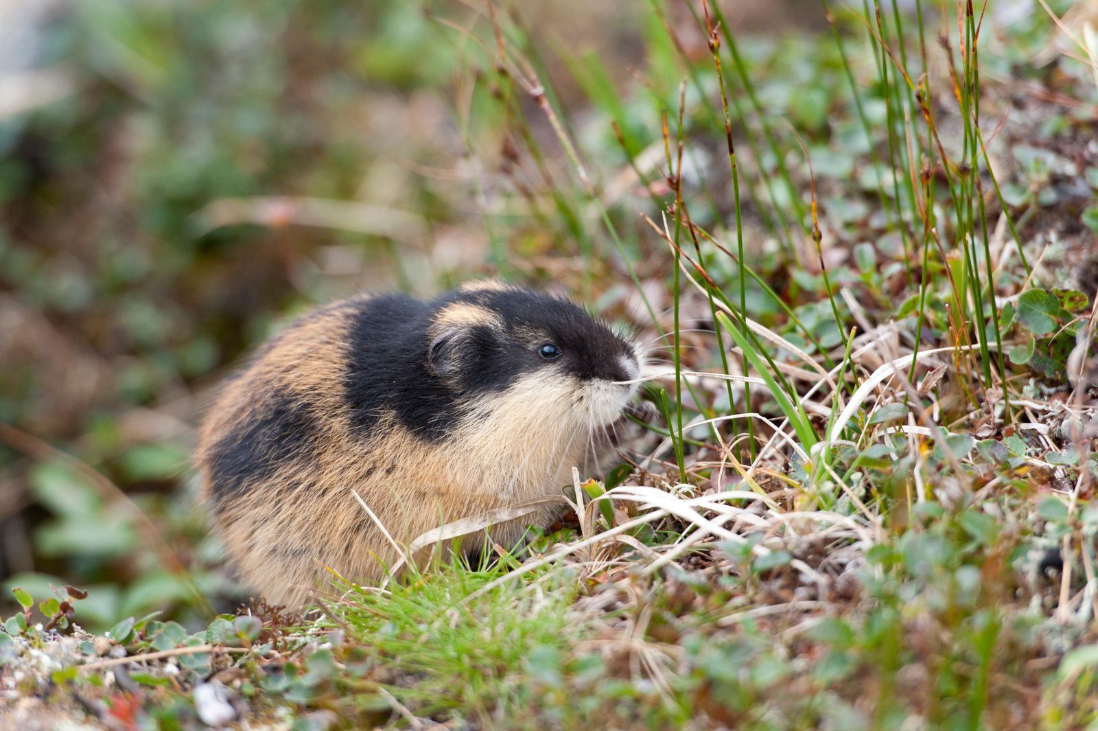 Lemmings Jumping Off Cliffs En Masse Is a Myth