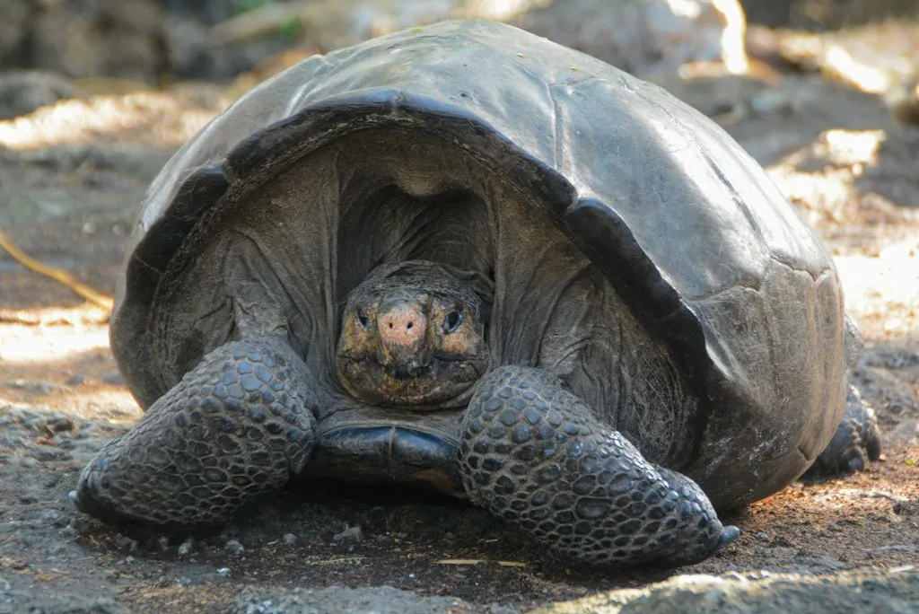 A photo of Fernanda, a female Fernandia Giant Tortoise. The tortoise is brown and is facing the camera. Its head is slightly tucked in its shell.