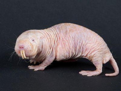 These wrinkly rodents continually surprise researchers.