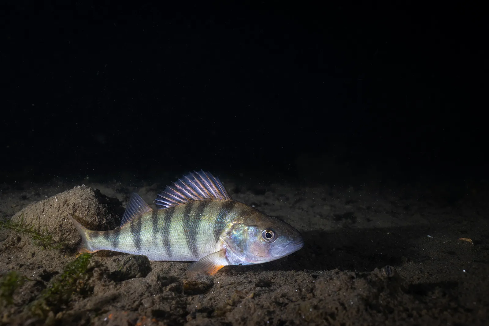 Italian Divers Revive Centuries-Old Tradition to Help Save European Perch, Innovation