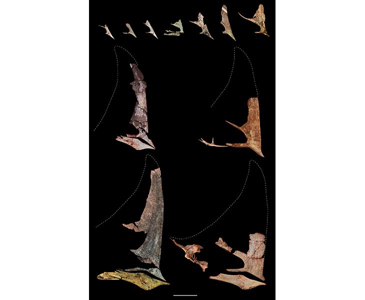 New Desert Dwelling Pterosaur Unearthed In Brazil