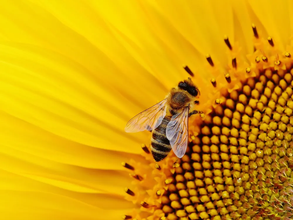 Bee on flower
