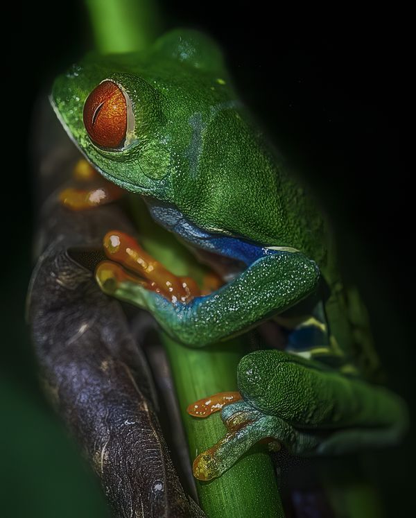 A red Eyed Tree Frog in Costa Rica thumbnail