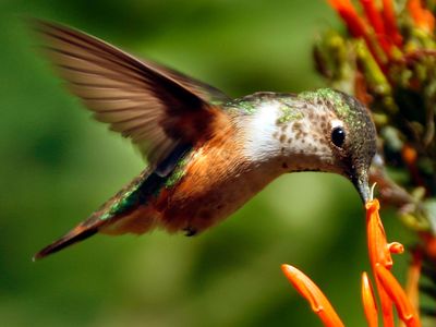 A Rufous Hummingbird sips on the nectar from an Orange Justicia plant in California