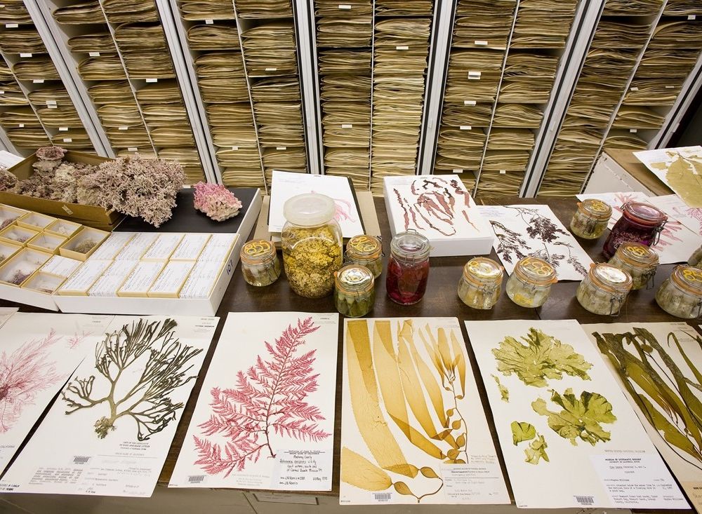 Pages and jars of preserved plant specimens cover a counter in the foreground while cabinets full of pages of preserved plants line the background.