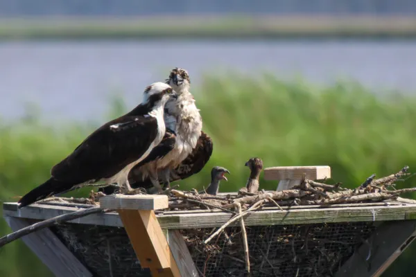 Osprey Family thumbnail