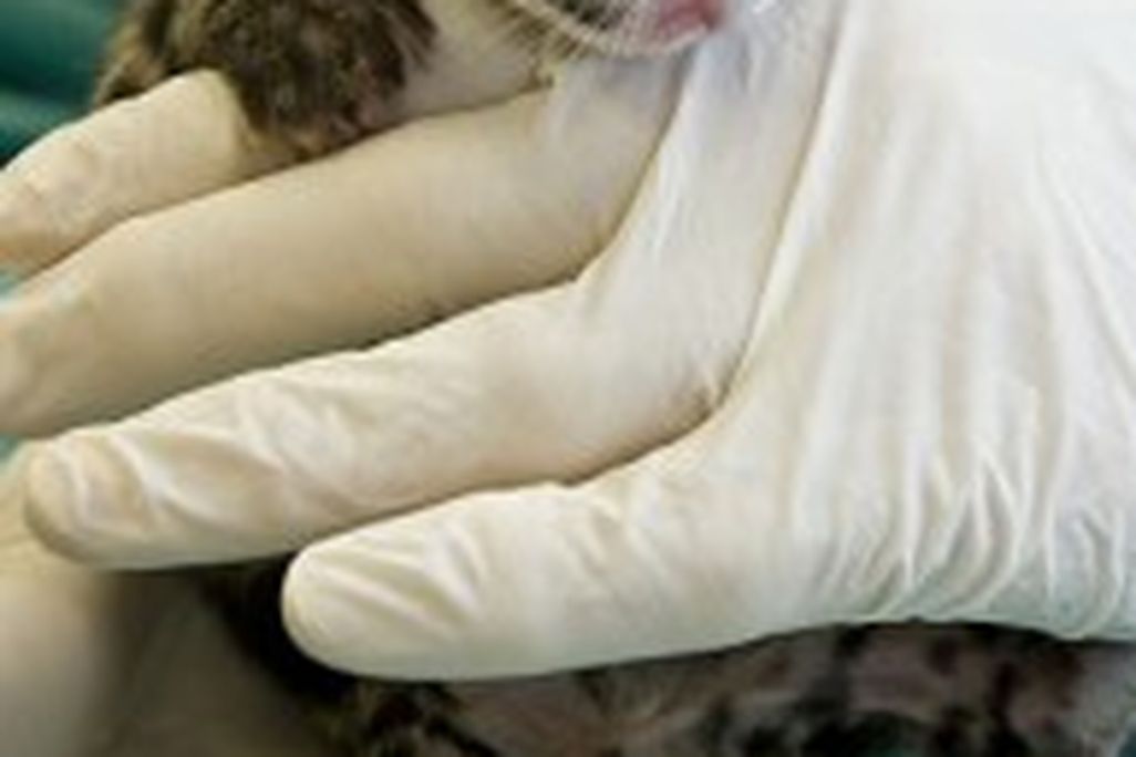 20110520104119cloudedleopard-193x300.jpg