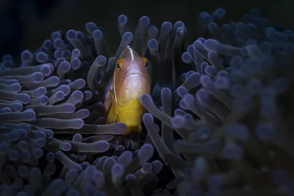 A little clownfish looking grumpy in its anemone thumbnail