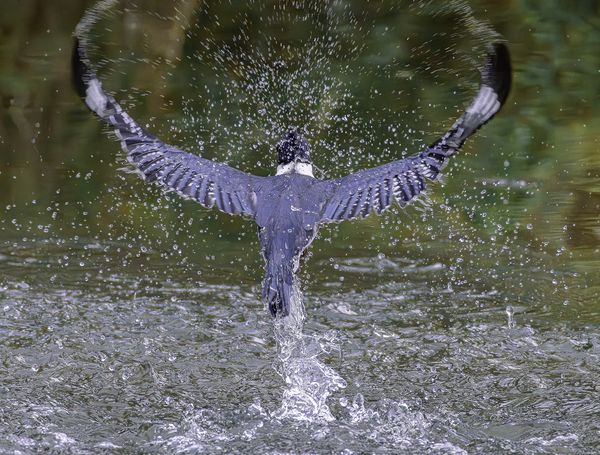 Belted Kingfisher Dive thumbnail