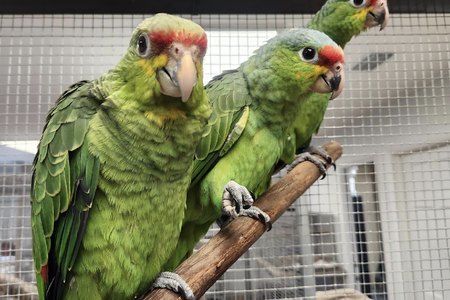 Three of the 24 parrots that were rescued after being smuggled out of Central America