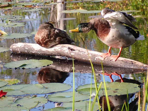 Two Ducks on a Log thumbnail