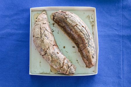 Fossilized teeth from an ancient sperm whale