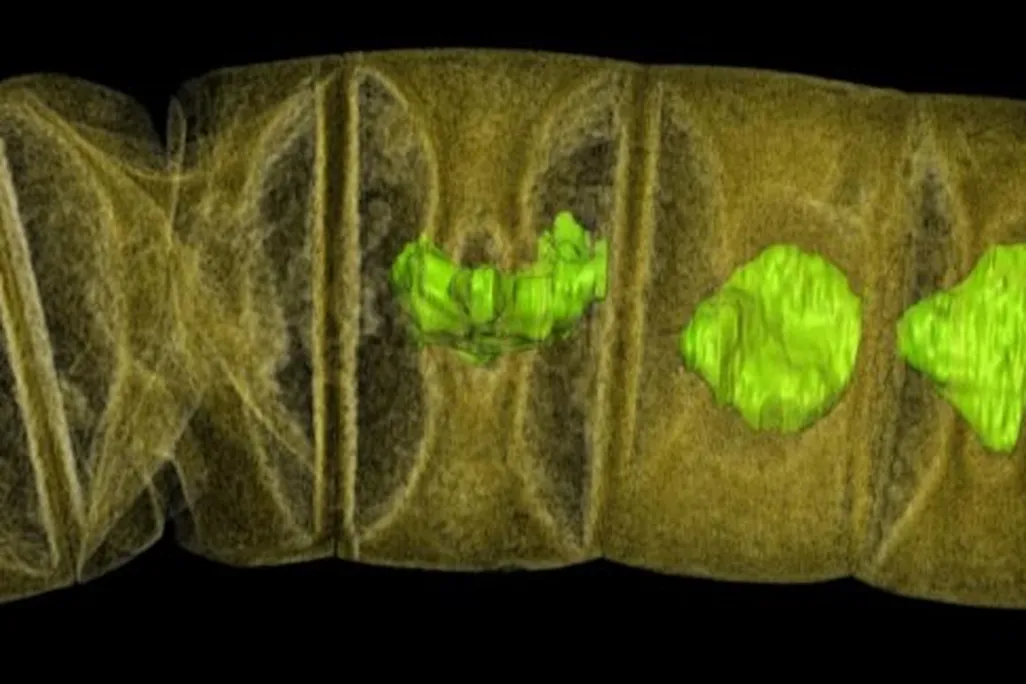 Old Algae