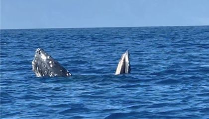 Humpback Whales Sometimes Hold Their Mouths Open for No Clear Reason. Tourists Are Helping Scientists Understand the Rare Behavior