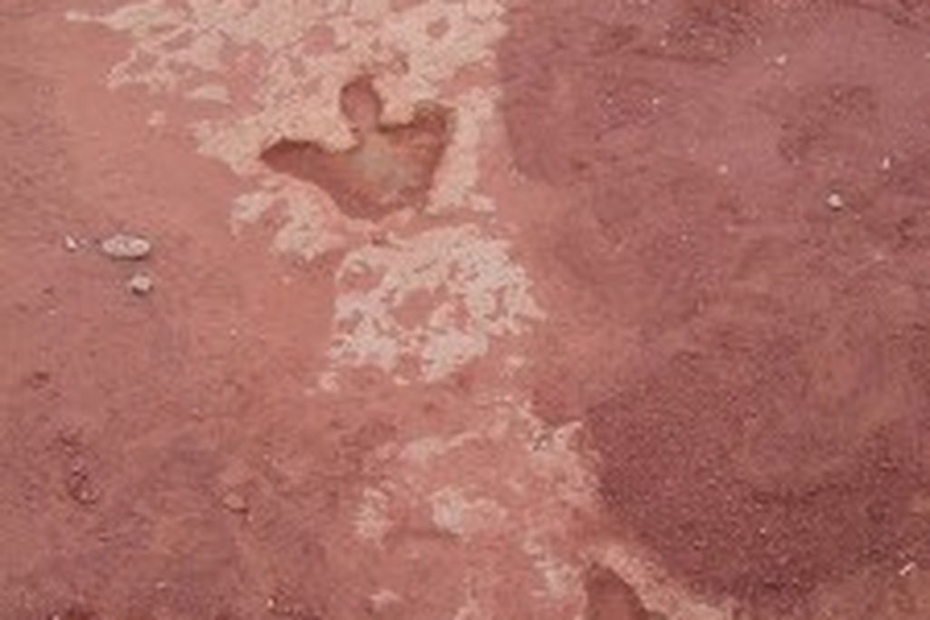 20110520083133flickr-dinosaur-tracks-red-225x300.jpg