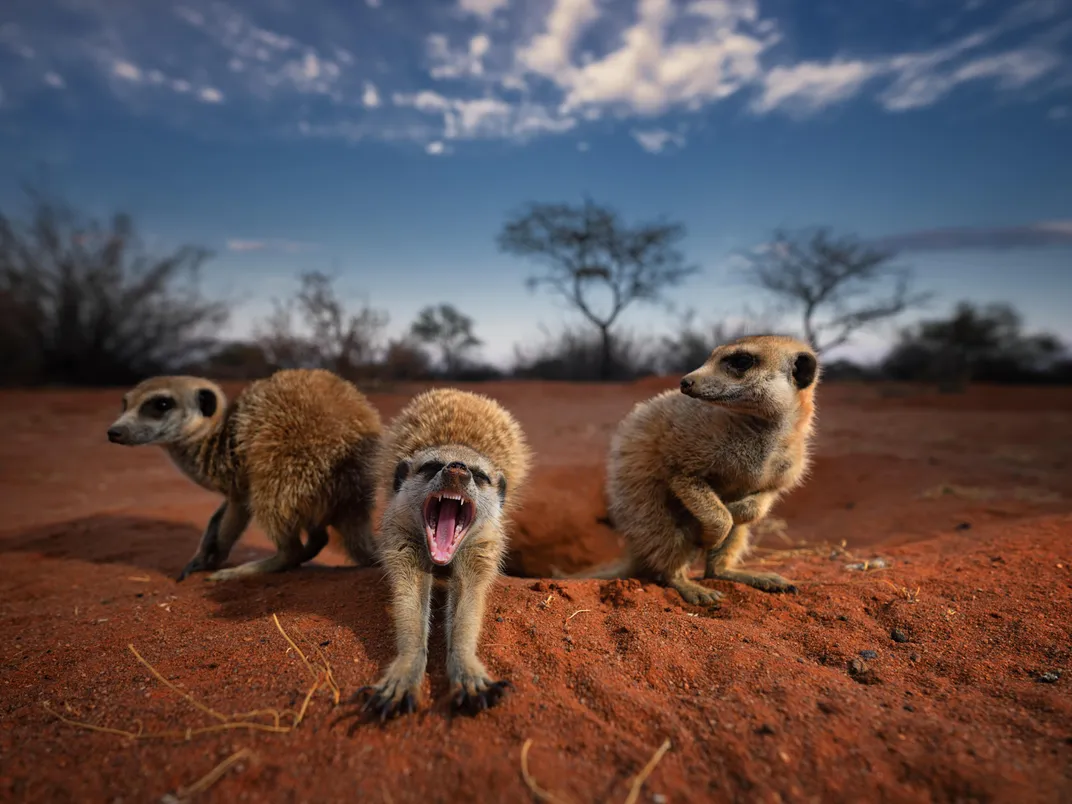 Want to Support Wildlife Conservation in Africa? Start by Going on a Virtual Safari