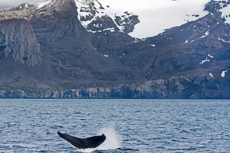 Ringed by dramatic mountains, Cumberland Bay, on the coast of South Georgia Island, is home to whales, seabirds, penguins and elephant seals. The island draws scores of sightseeing cruises each summer.