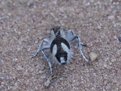 The wasp species known as the &quot;velvet ant&quot; has a pattern of white and ultra-black coloration.