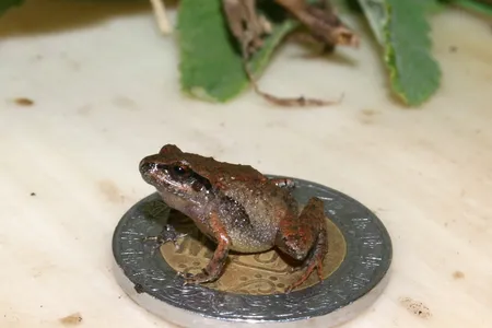 Genetically, each species were different, but the team also found differences in the skull shapes, the levels of bone formation in the skeleton, and the number of warts on the hands and feet. (Pictured: C. cueyatl)
