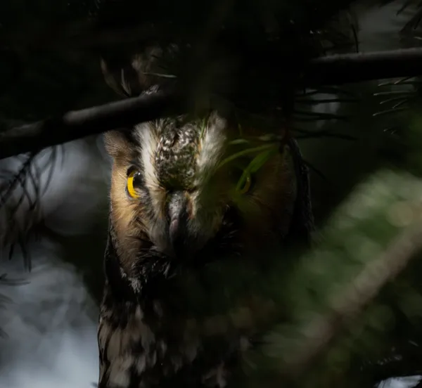 Always Vigilant thumbnail