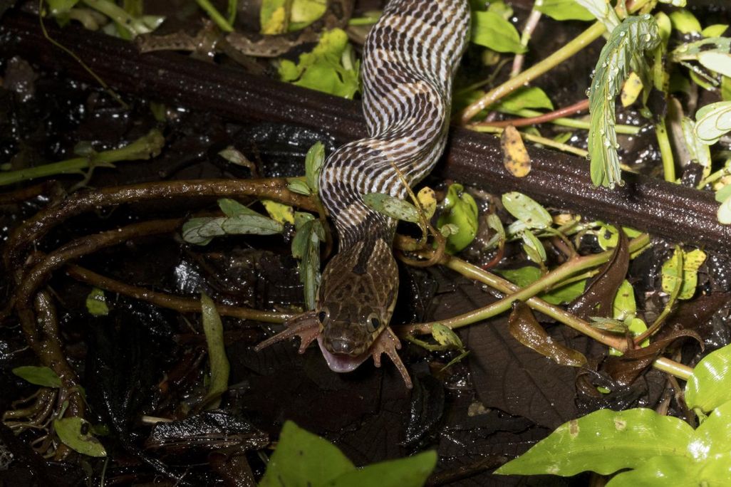 2020_feb14_snakefrog.jpg