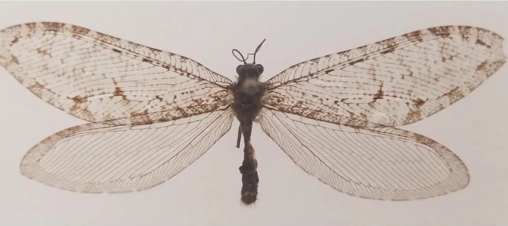 Large winged bug with semi-translucent wings
