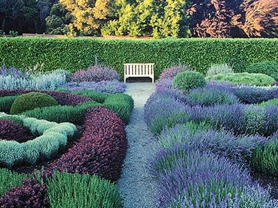 Filoli garden lavender