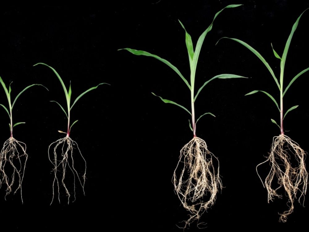 corn plants inoculated with sugarcane microbes comparison