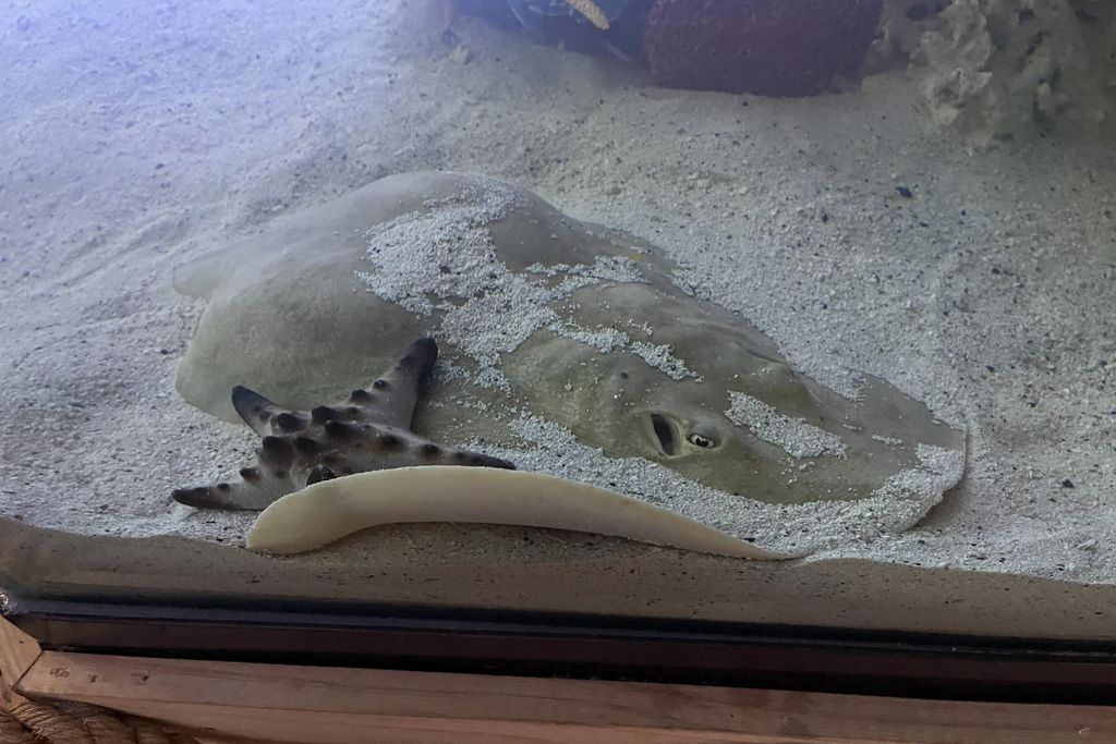 A stingray sits at the bottom of a sandy aquarium tank