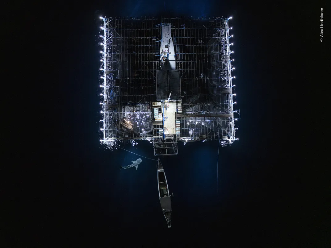 an overhead view of a whale shark approaching a rectangular fishing platform in the dark