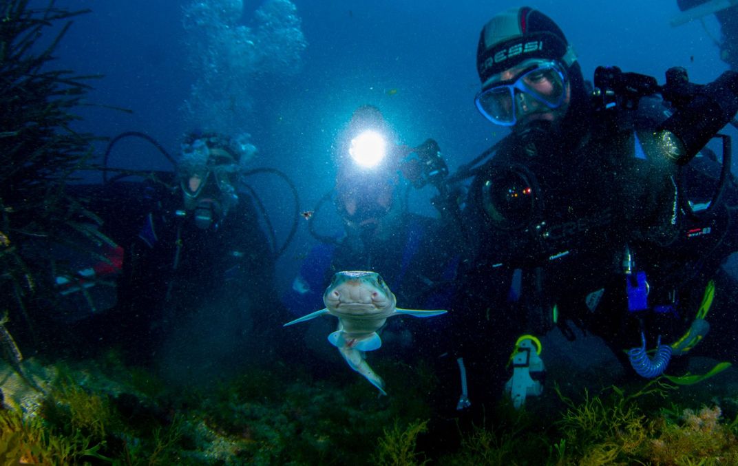 Biologists Rescue Unborn Baby Sharks at Fish Markets