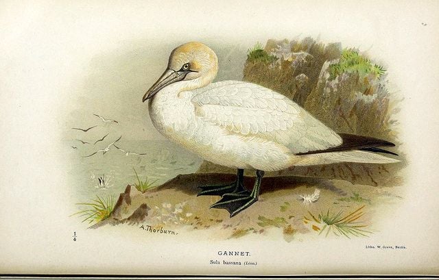 Coloured Figures of the Birds of the British Islands